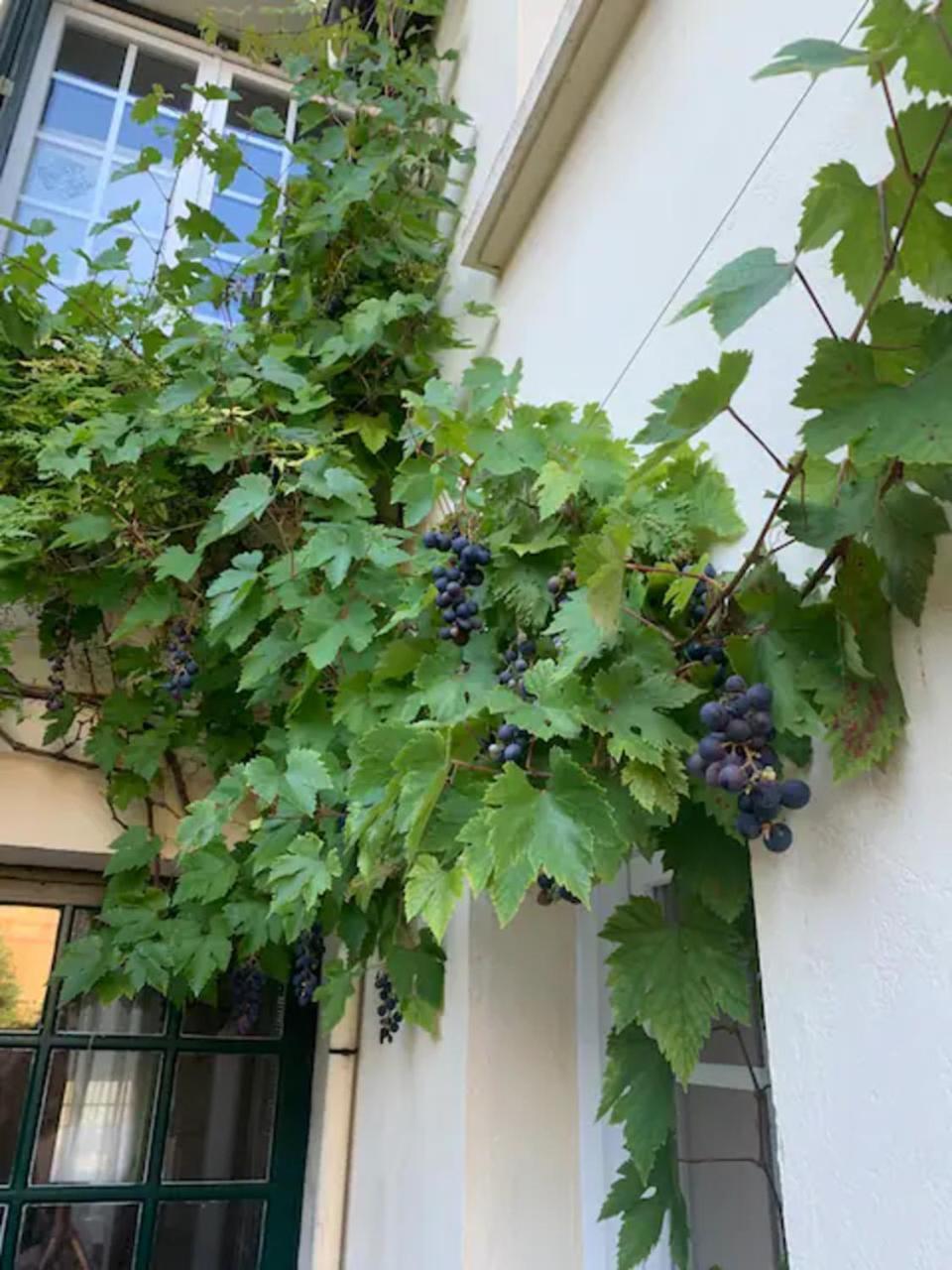 Appartement Spacieux Et Elegant Avec Jardin Montivilliers Luaran gambar